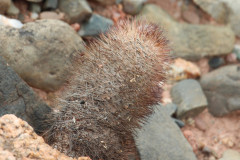 Parodia horrida UL 2449 - Uwe Lindner 