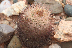 Parodia horrida UL 2449 - Uwe Lindner 