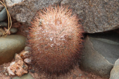 Parodia horrida UL 2449 - Uwe Lindner 