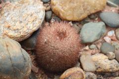 Parodia horrida UL 2449 - Uwe Lindner 