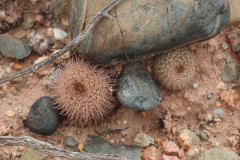 Parodia horrida UL 2449 - Uwe Lindner 