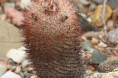 Parodia horrida UL 2449 - Uwe Lindner 