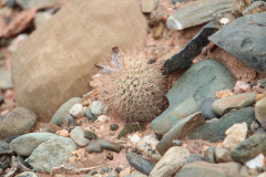 Parodia horrida UL 2449 - Uwe Lindner 