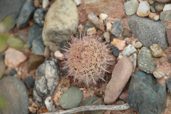 Parodia horrida UL 2449 - Uwe Lindner 