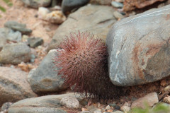 Parodia horrida UL 2449 - Uwe Lindner 