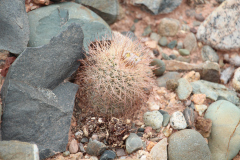 Parodia horrida UL 2449 - Uwe Lindner 