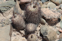 Parodia horrida UL 2458c - Uwe Lindner