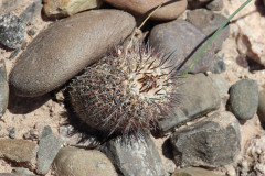 Parodia horrida UL 2458c - Uwe Lindner