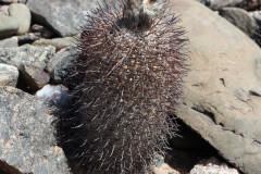 Parodia horrida UL 2458c - Uwe Lindner