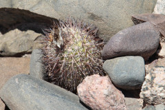 Parodia horrida UL 2458c - Uwe Lindner