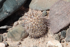 Parodia horrida UL 2458c - Uwe Lindner