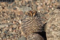 Parodia horrida UL 1059