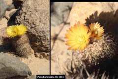 Parodia horrida UL 1061