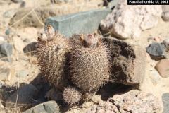 Parodia horrida UL 1061 - Uwe Lindner