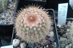Parodia juckeri var. australis HJ 450 Foto Eichler