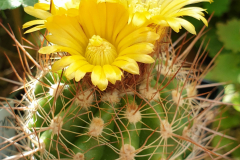 Par. juckeri var. australis HJ 1244 Foto Eichler