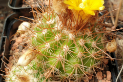 Parodia juckeri var. australis HJ 1244 Foto Eichler