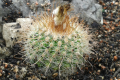 Parodia juckeri v. australis HJ 447 Foto Eichler