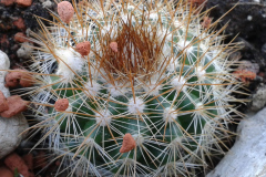 Par. juckeri var. australis HJ 447 Foto Eichler