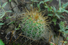 Parodia juckeri v. borealis MU 802.1 Rodeo-Chico Foto: Mucha