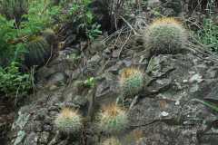 Parodia juckeri v. borealis MU 802.1 Rodeo-Chico Foto: Mucha