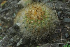 Parodia juckeri v. borealis MU 802.1 Rodeo-Chico Foto: Mucha