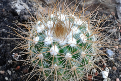 P. juckeri var. borealis HJ1183 Foto Eichler