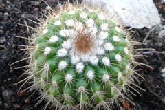 Parodia juckeri v. borealis HJ1246 Foti Eichler