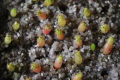 Parodia ladae VS314-110