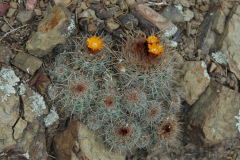 Parodia laraapuntensis MU 895.1