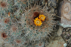 Parodia larapuntensis MU 895.1Tarvita-Capactala