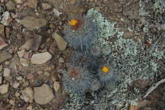 Parodia larapuntensis MU 895.1