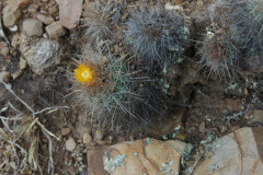 Parodia larapuntensis MU 895.1 Tarvita-Capactala