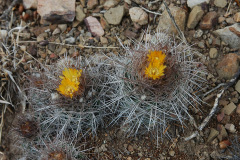 Parodia larapuntensis MU 895. 1Tarvita-Capactala
