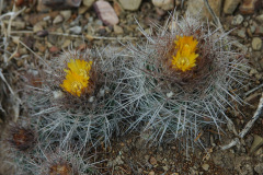 Parodia larapuntensis MU 895.1 Tarvita-Capactala