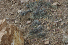 Parodia larapuntensis MU 895.1 Tarvita-Capactala