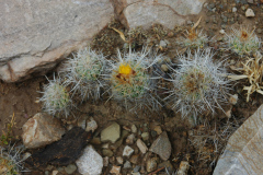 Parodia larapuntensis MU 896.2 Tarvita-Capactala
