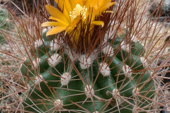 Parodia larapuntensis MN 479