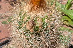 Parodia larapuntensis HJ 1219