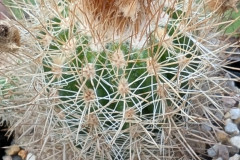 Parodia larapuntensis HJ 1219