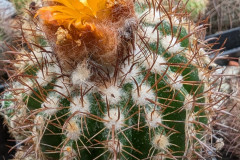 Parodia larapuntensis HJ 1130 (Typ)