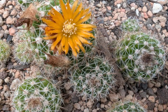 Parodia larapuntensis MN 481