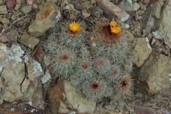 Parodia larapuntensis MU 895. 1