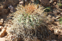 Parodia maassii UL2489 - Uwe Lindner