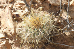 Parodia maassii UL2489 - Uwe Lindner