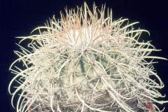 Parodia maassii var. KK822 - Dia Archiv ZAG Parodia