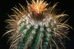 Parodia maassii L926  - Dia Archiv ZAG Parodia