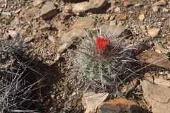 Parodia maassii MS1626