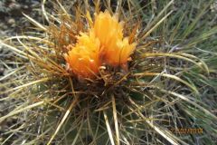 Parodia maassii bei La Quiaca - Cay Kruse