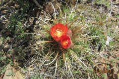 Parodia maassii bei La Quiaca - Cay Kruse